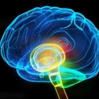 brain-research