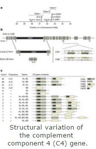 c4 gene-3