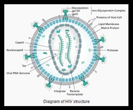 hiv-diagram