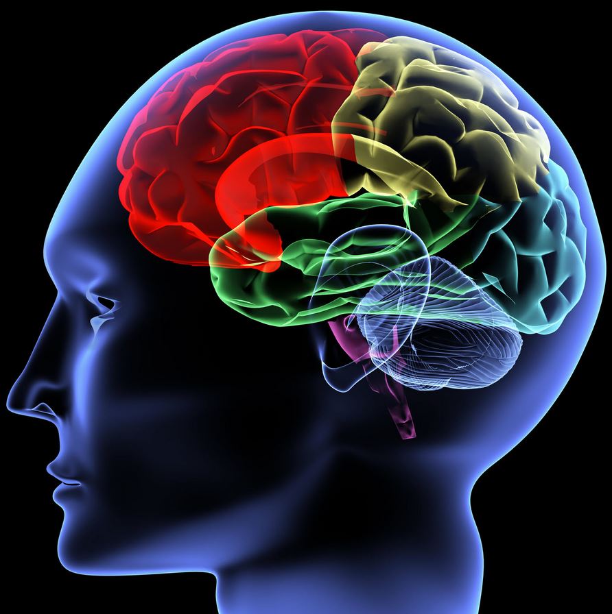brain_science