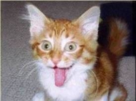 cat-t. gondii