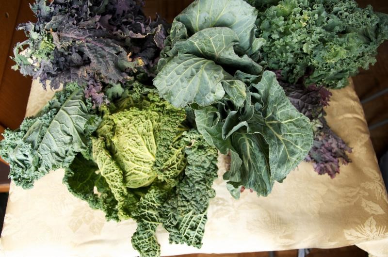 lettuce