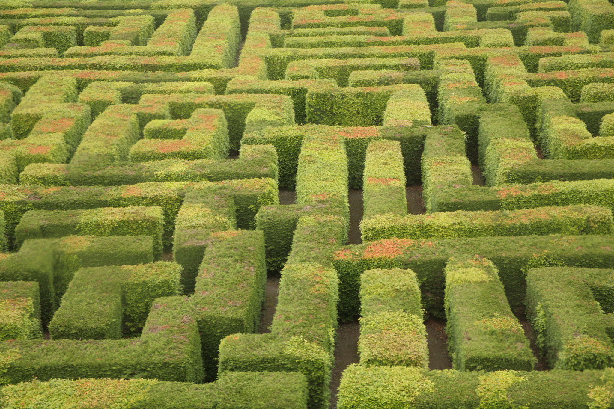 maze